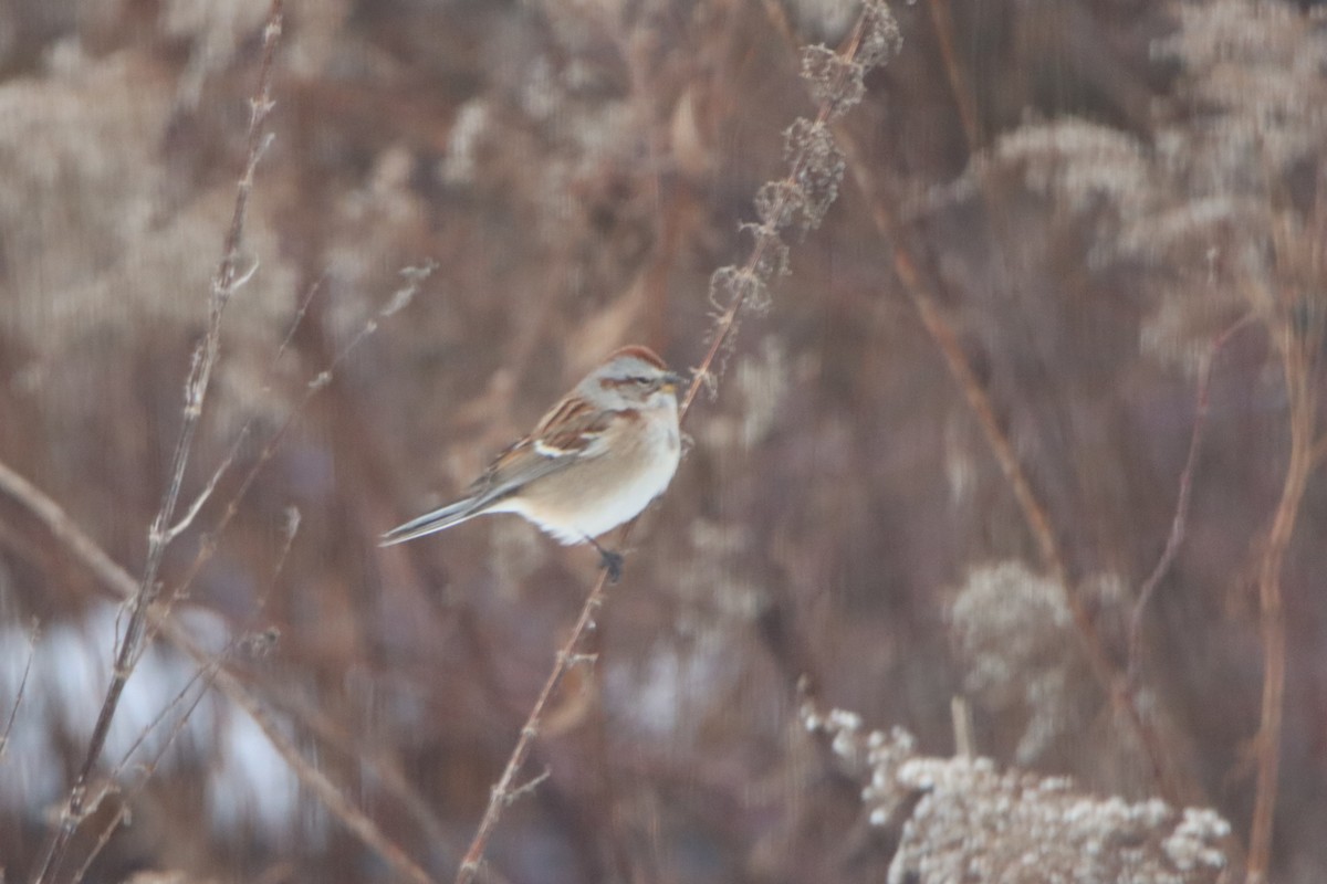 American Tree Sparrow - ML646475268