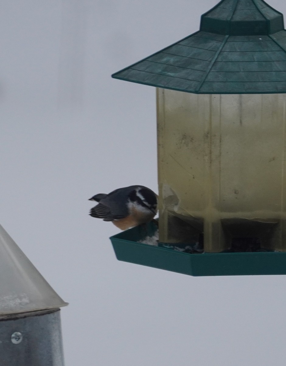 Red-breasted Nuthatch - ML646475269