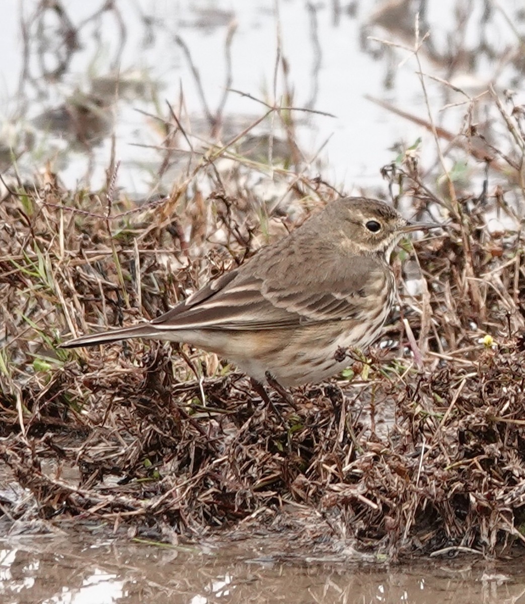 American Pipit - ML646475270