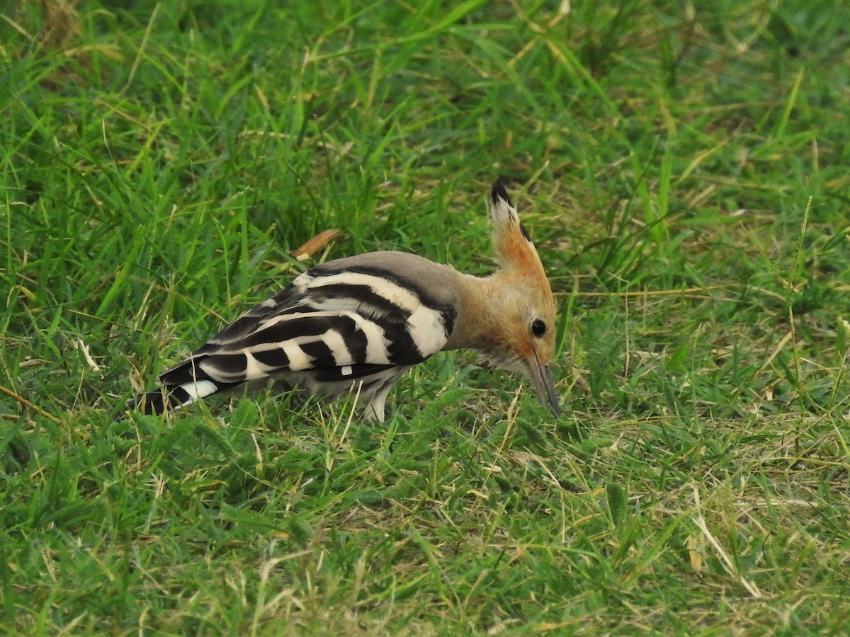 Common Hoopoe - ML646475271