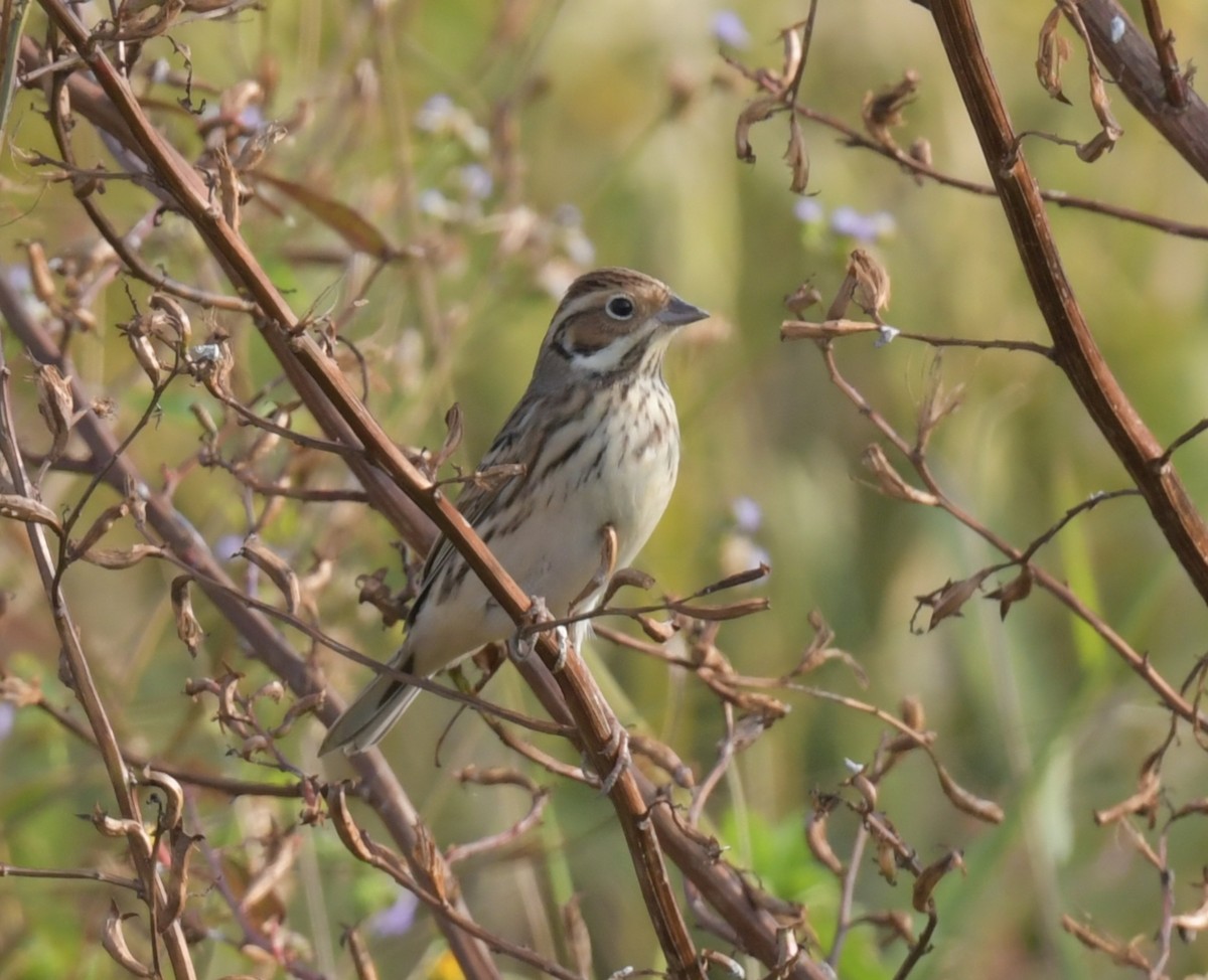 Little Bunting - ML646475272