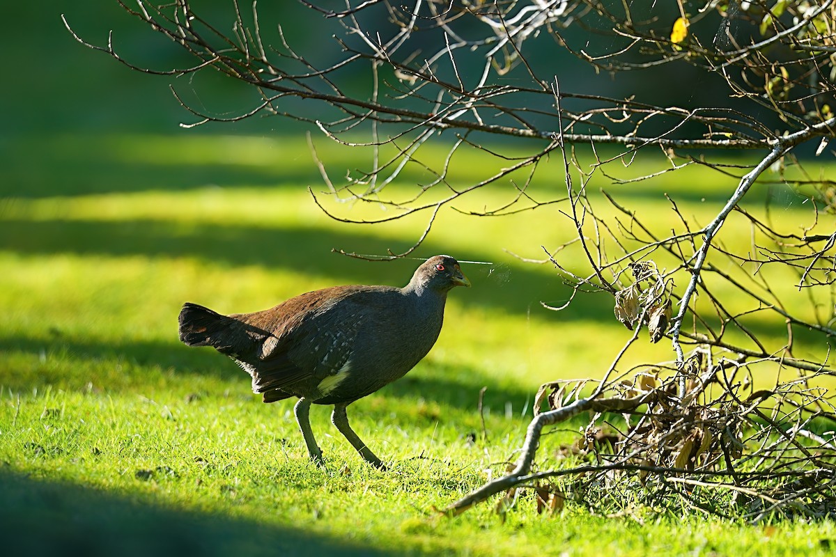 Tasmanian Nativehen - ML646475273
