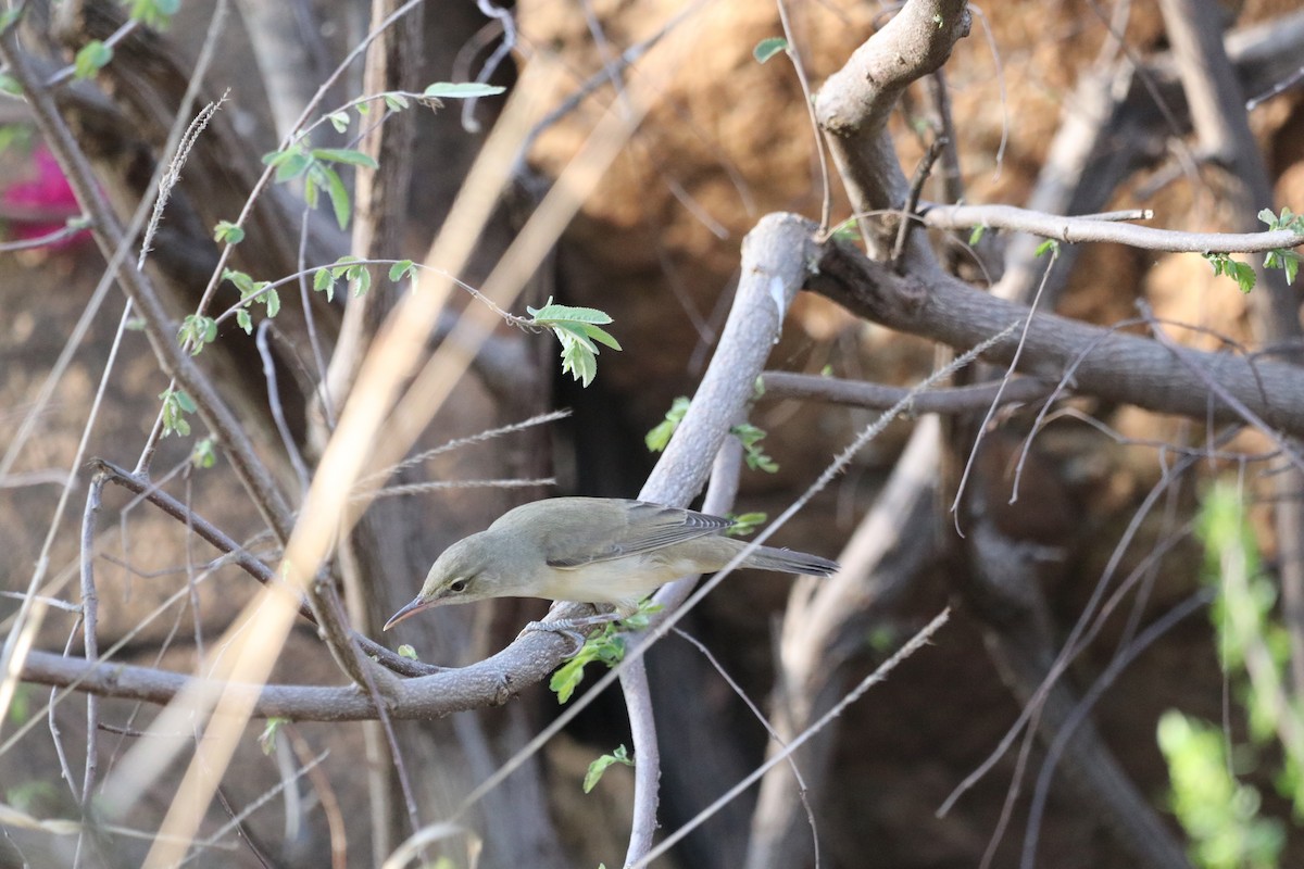 Basra Reed Warbler - ML646475274