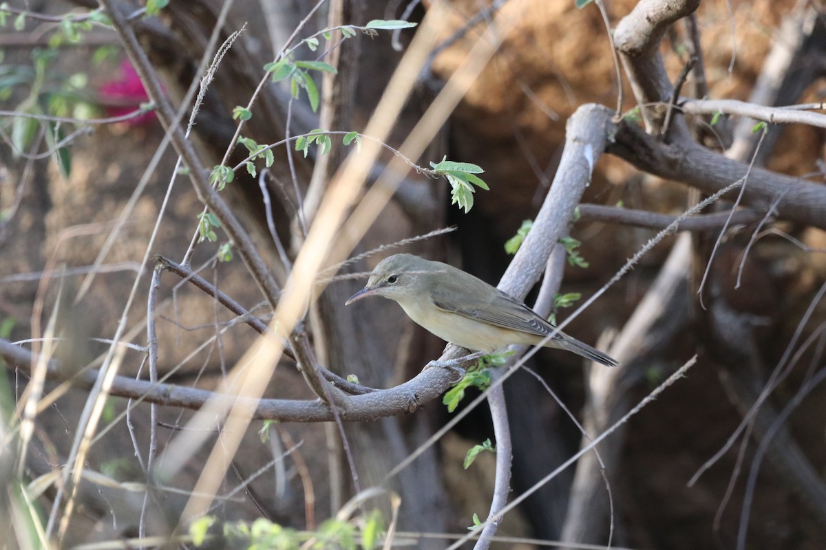 Basra Reed Warbler - ML646475275