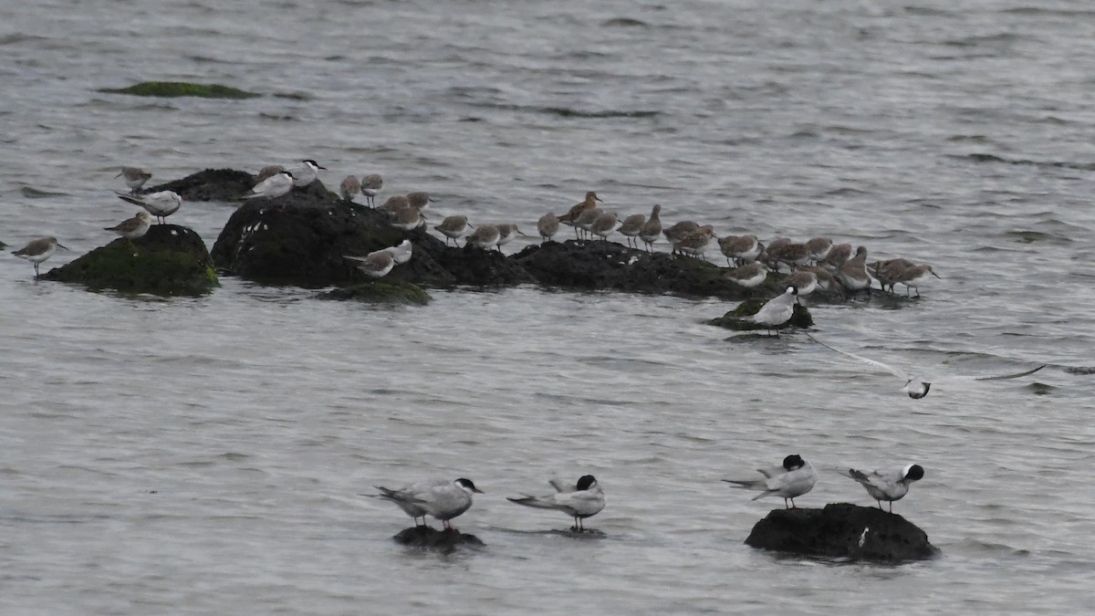 Whiskered Tern - ML646475276
