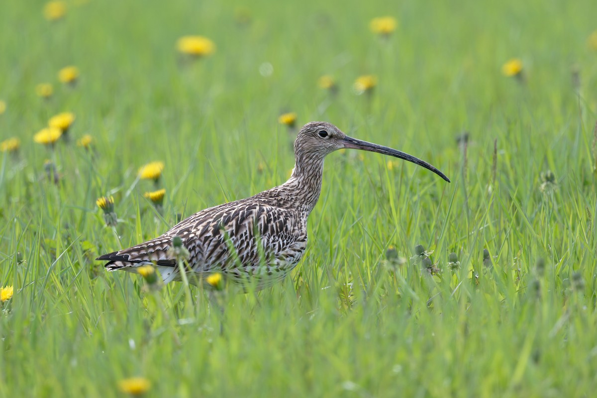Eurasian Curlew - ML646475277