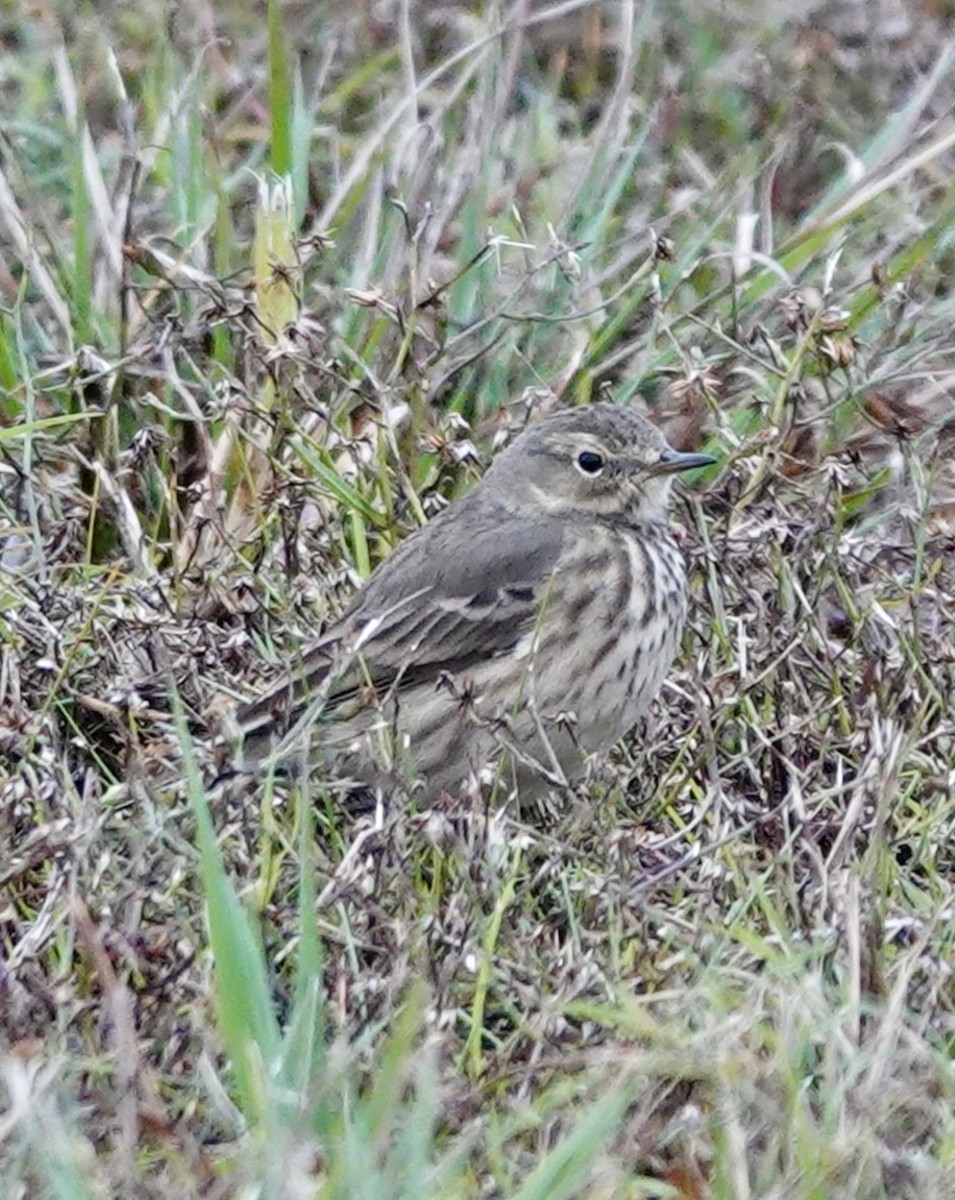 American Pipit - ML646475279