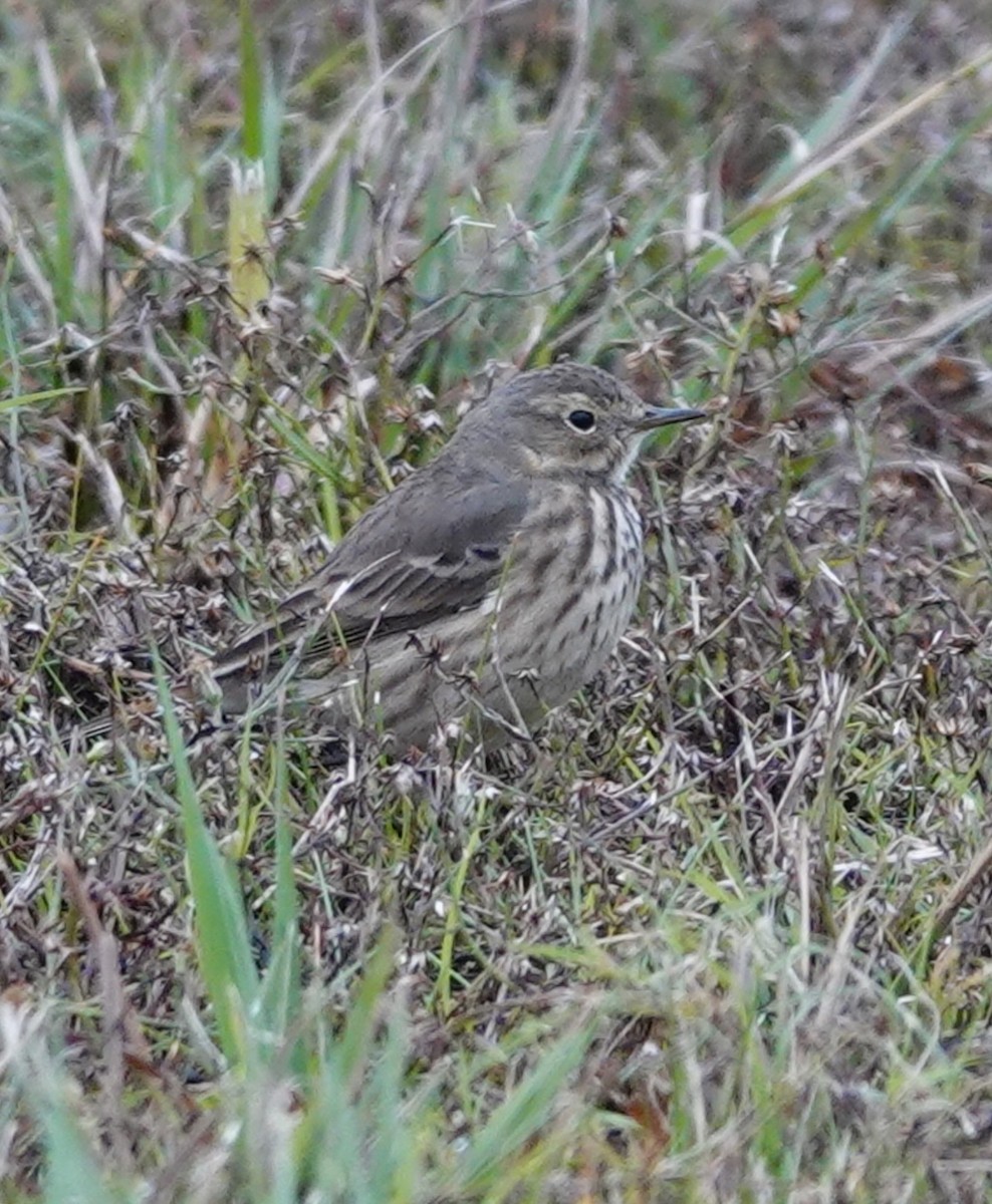 American Pipit - ML646475280