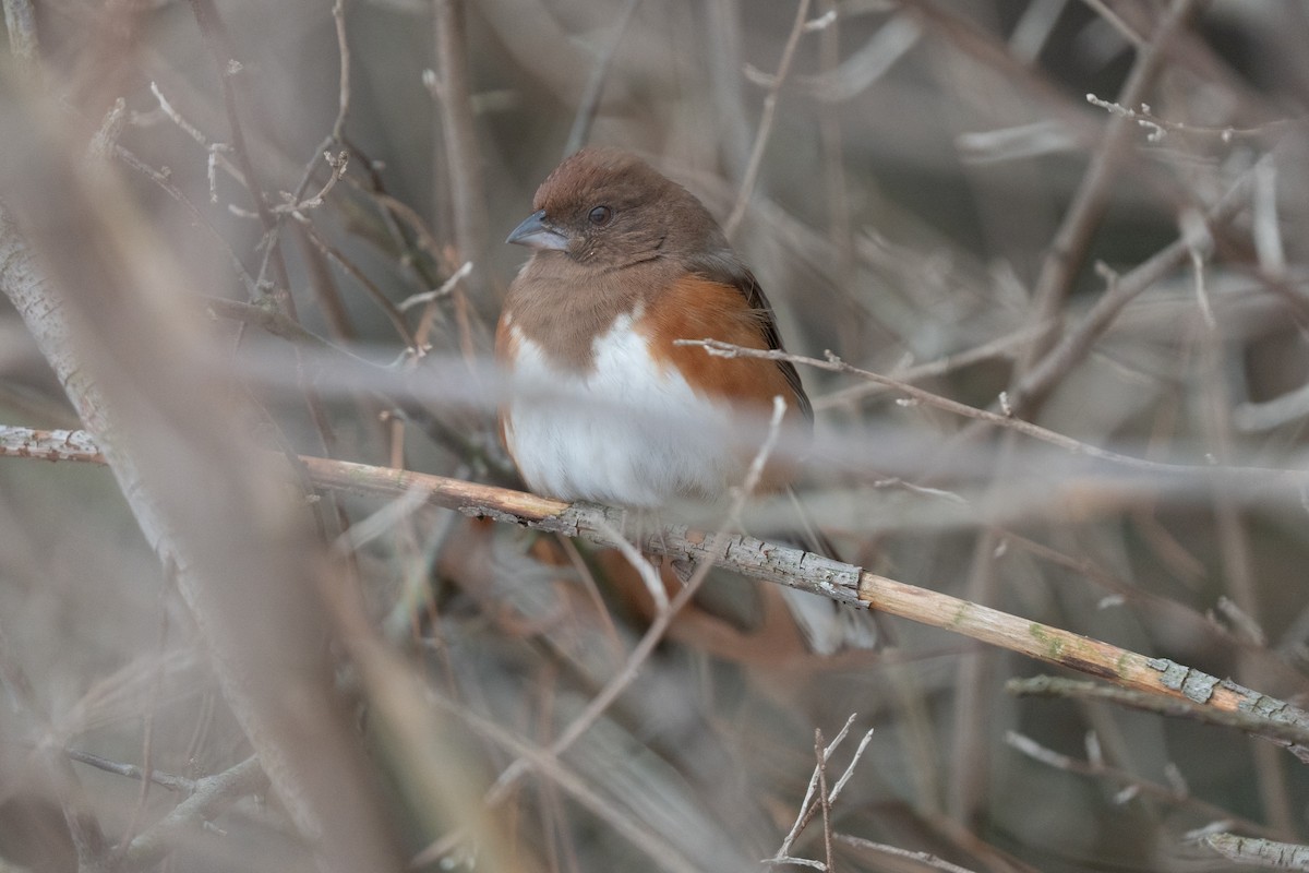 Eastern Towhee - ML646475281