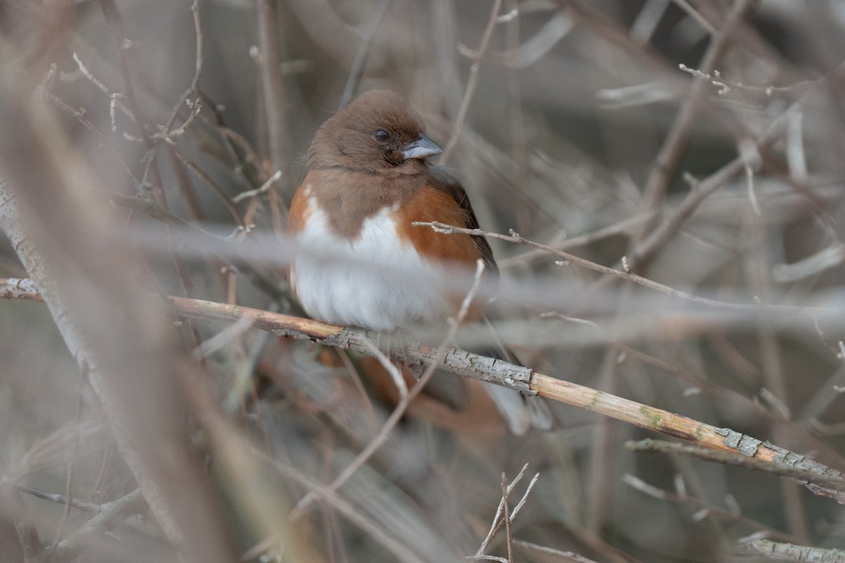 Eastern Towhee - ML646475282