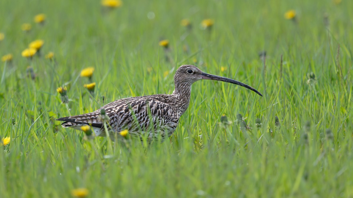 Eurasian Curlew - ML646475283