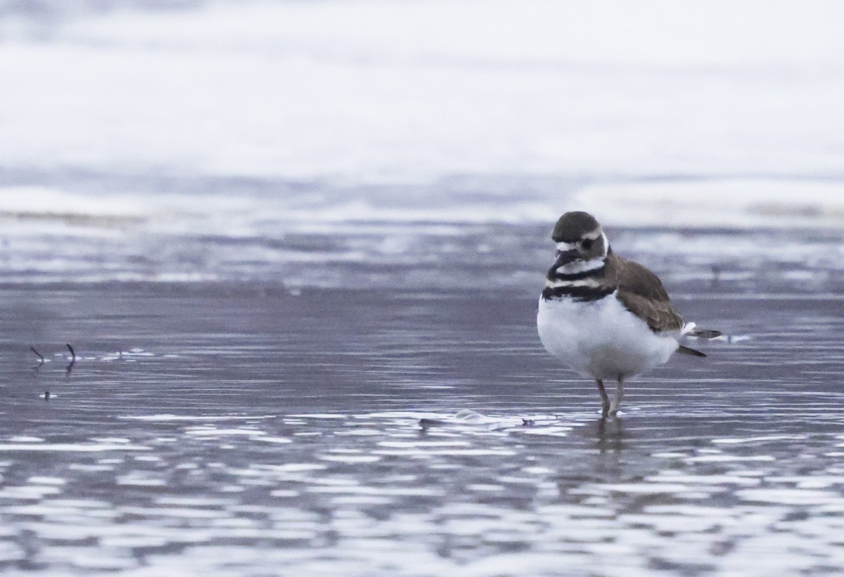 Killdeer - ML646475285