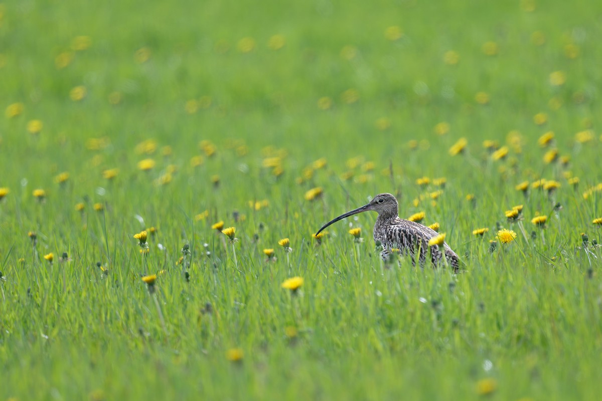 Eurasian Curlew - ML646475286