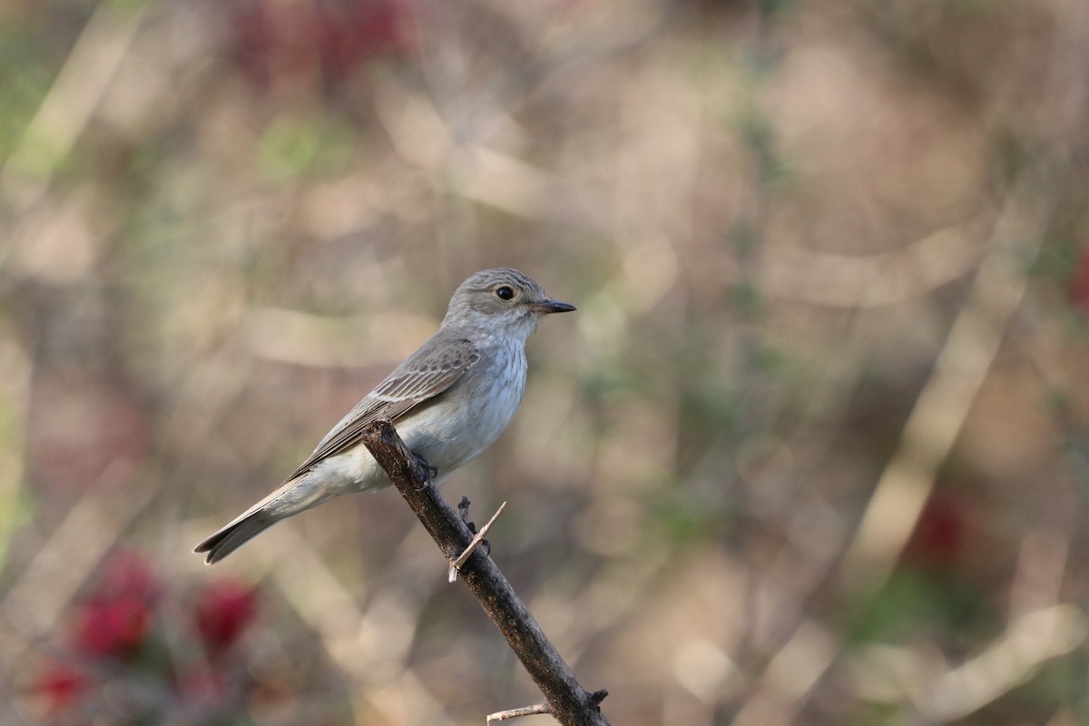 Spotted Flycatcher - ML646475293