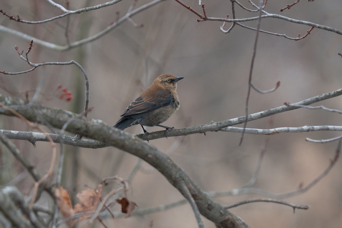 Rusty Blackbird - ML646475294