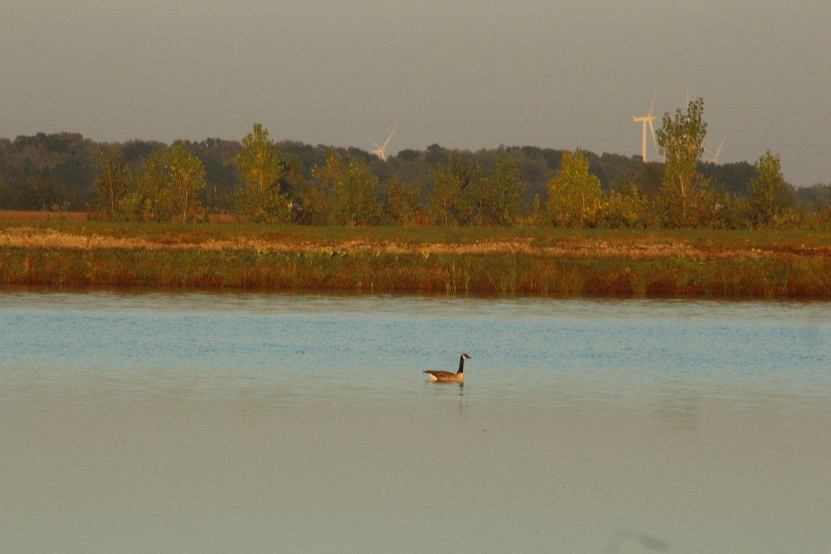 Canada Goose - ML646475295