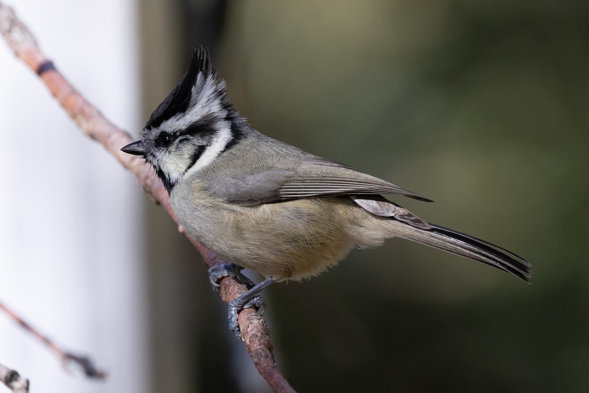 Bridled Titmouse - ML646475297