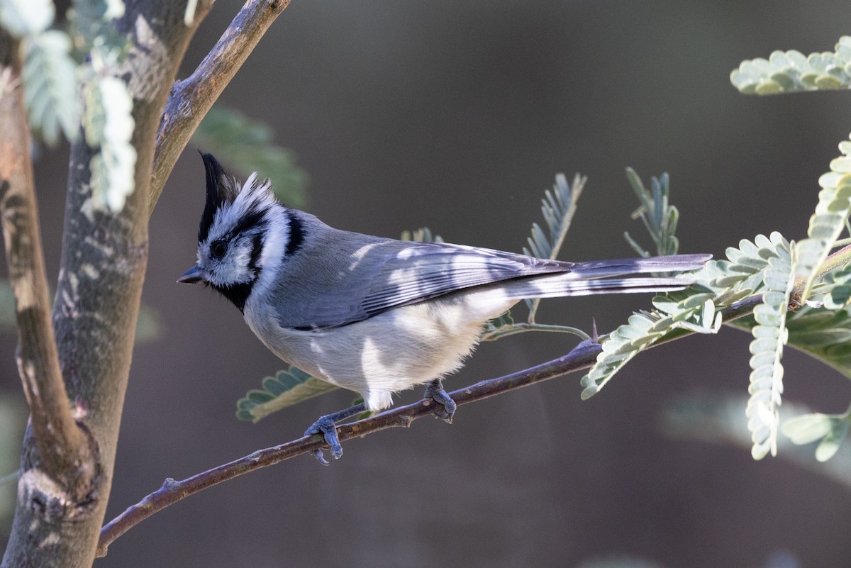 Bridled Titmouse - ML646475298