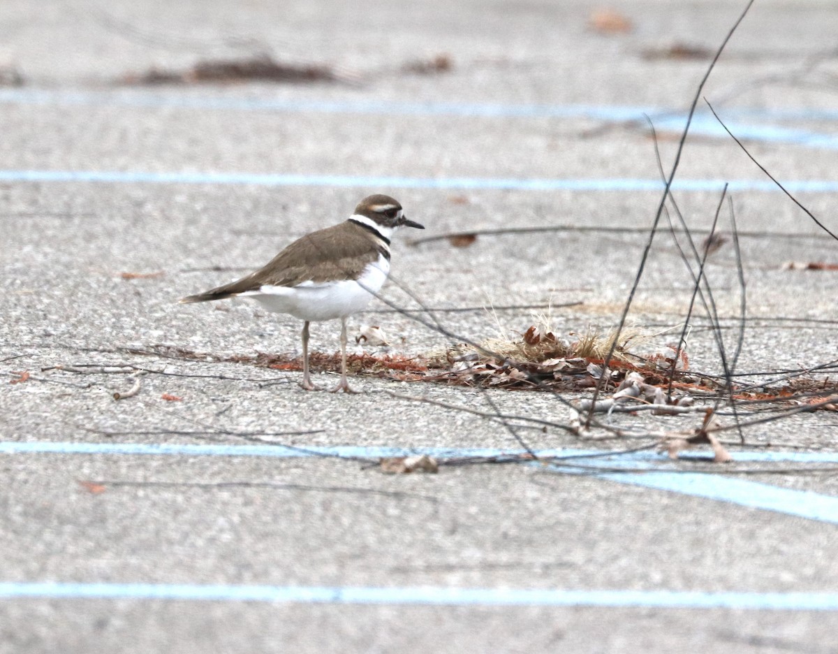 Killdeer - ML646475299