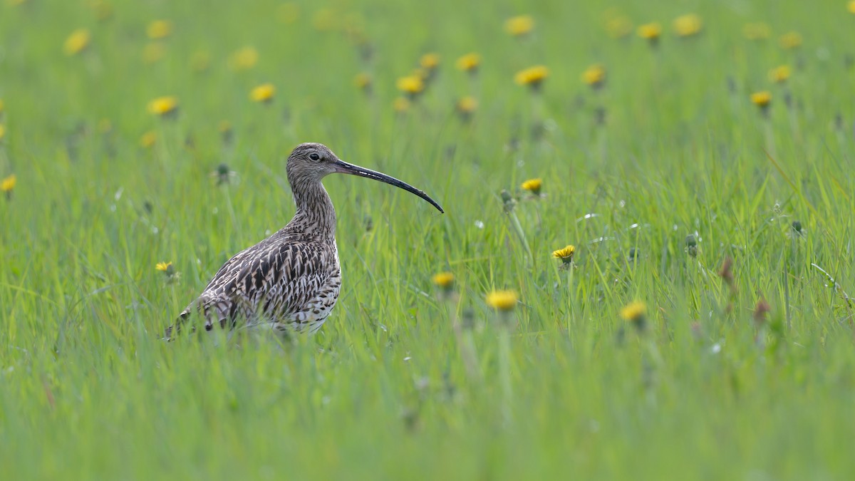 Eurasian Curlew - ML646475300
