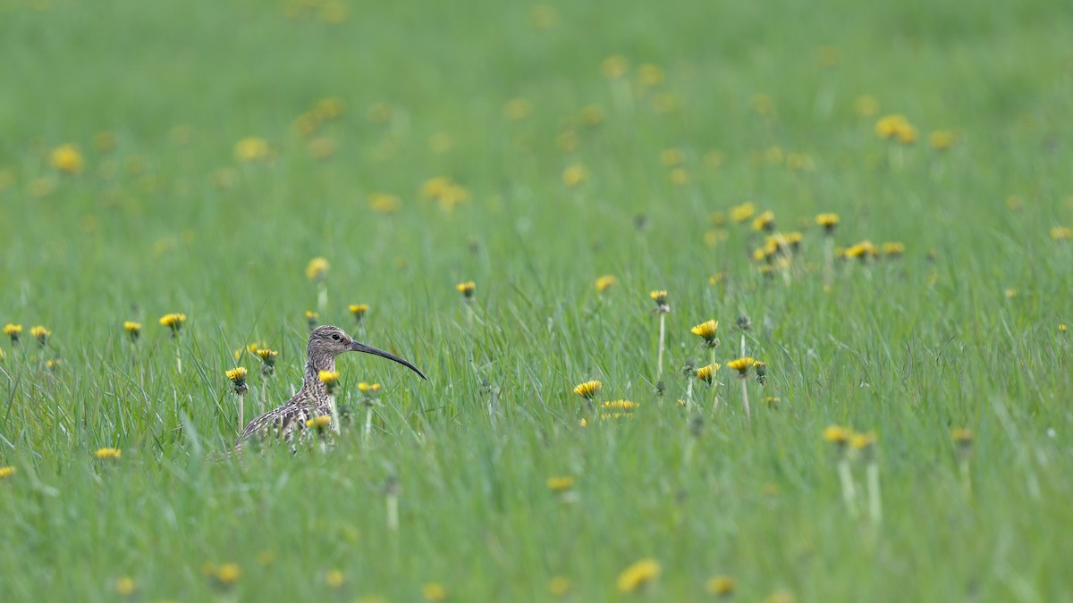 Eurasian Curlew - ML646475301