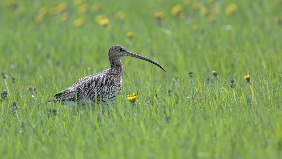 Eurasian Curlew - ML646475302