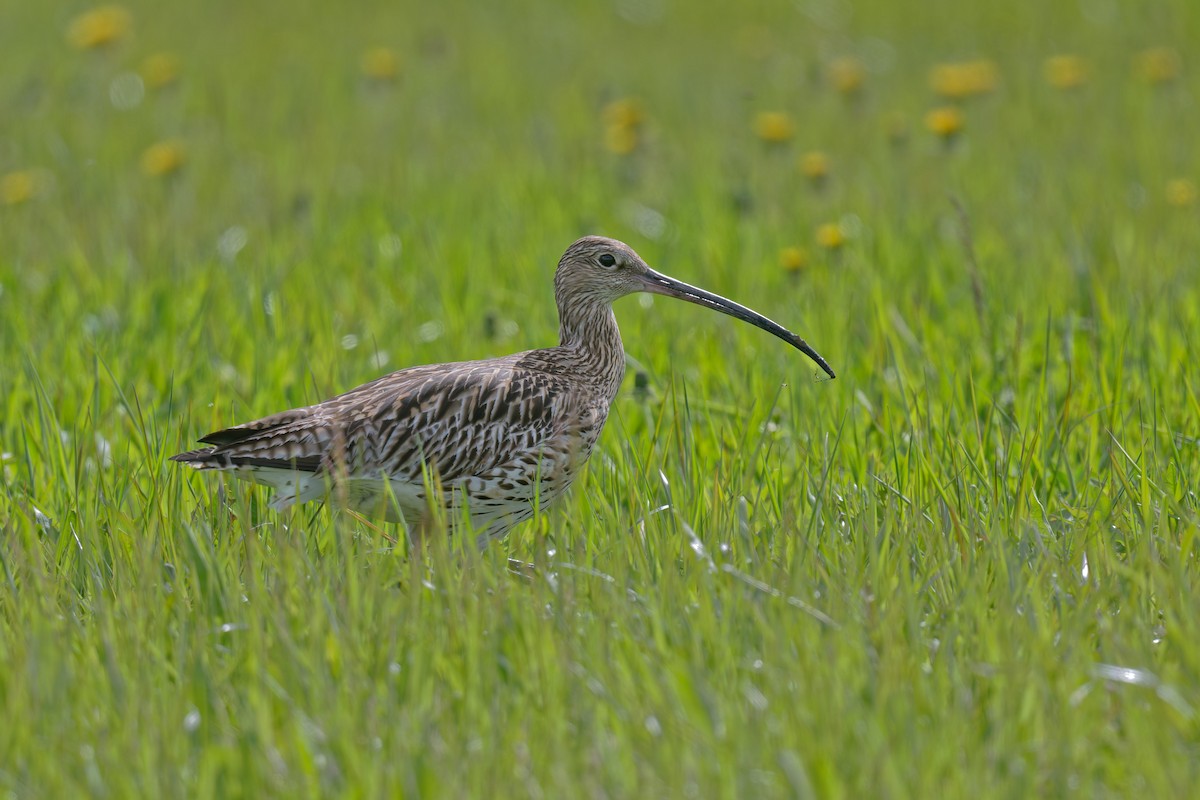 Eurasian Curlew - ML646475303