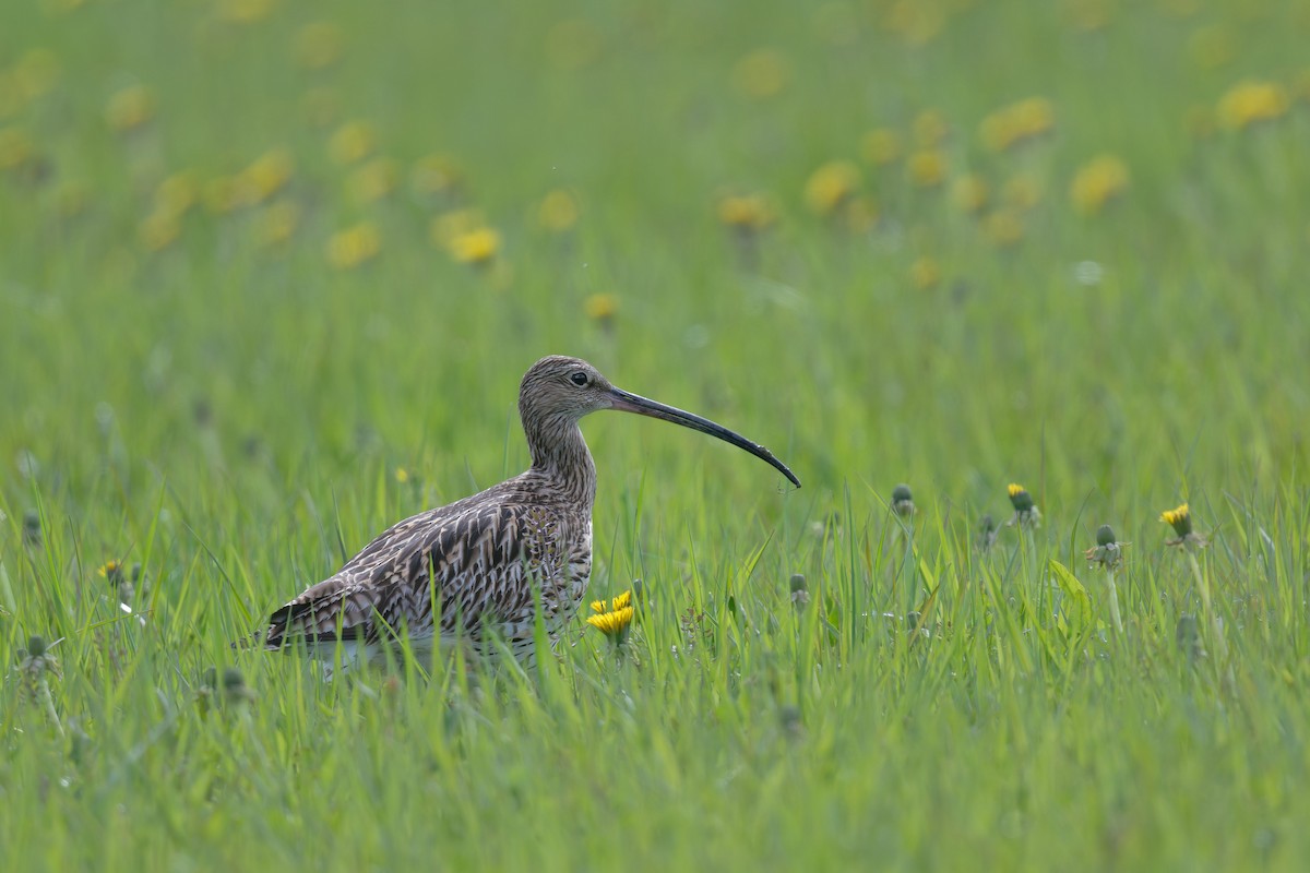 Eurasian Curlew - ML646475304