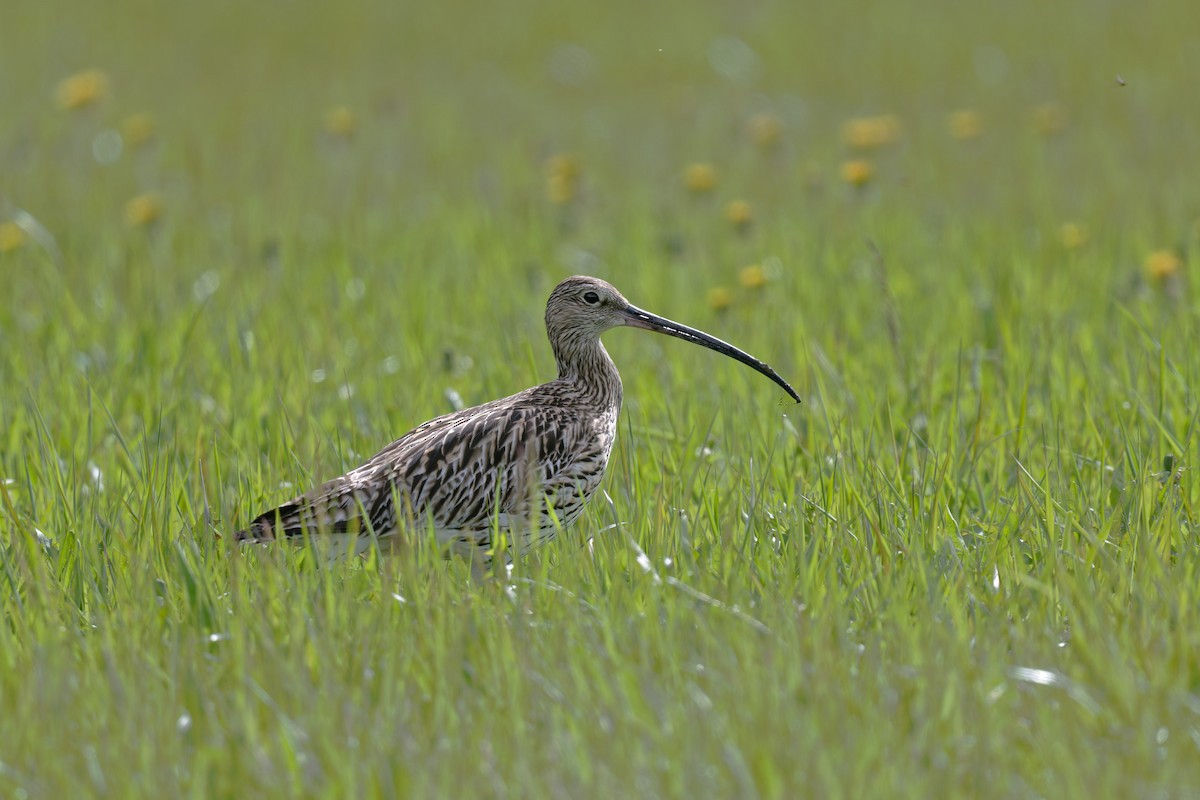 Eurasian Curlew - ML646475305
