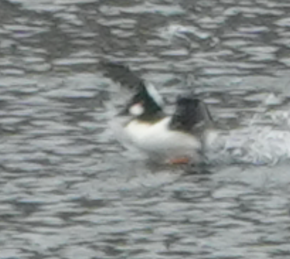 Common Goldeneye - ML646475311