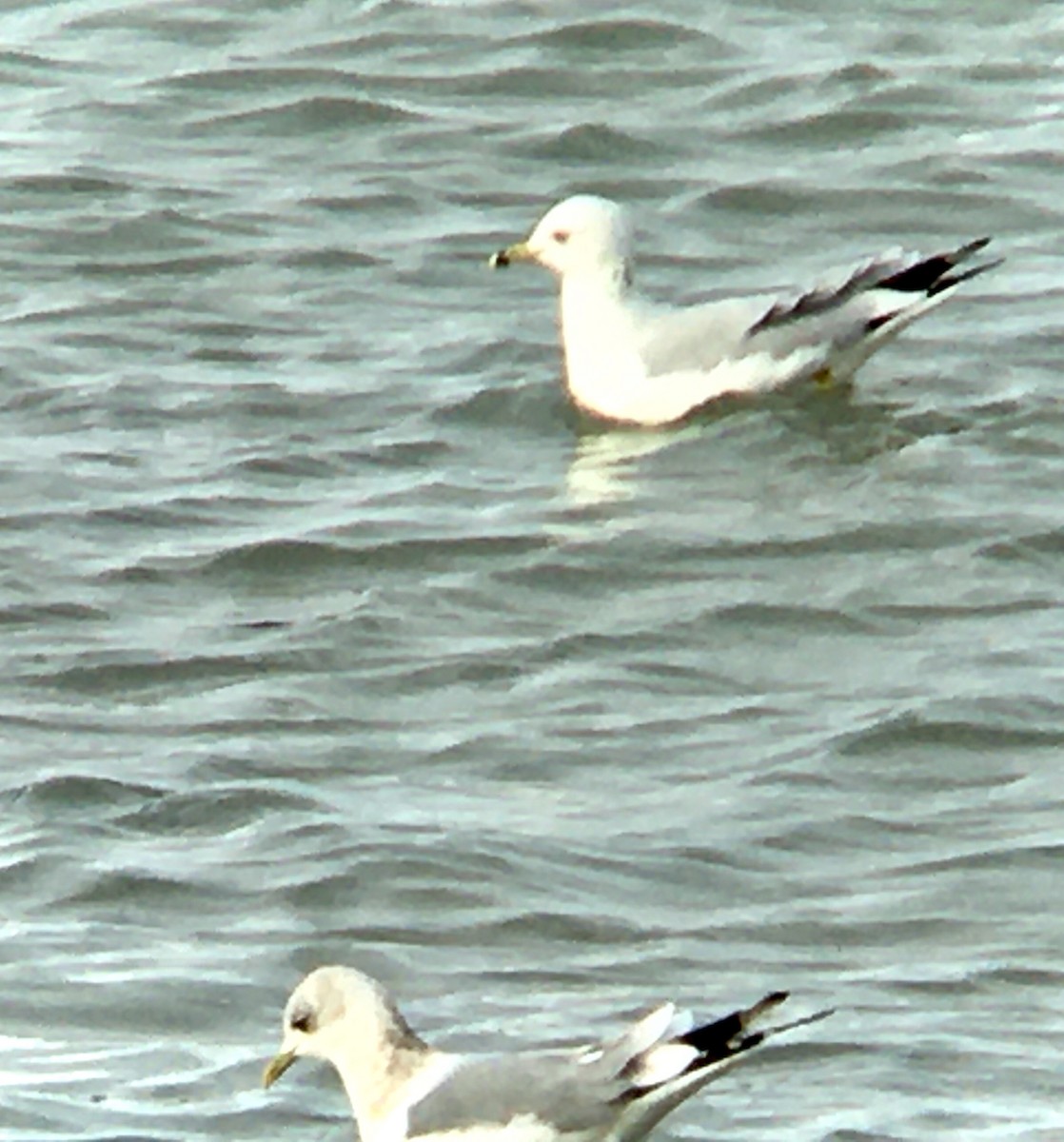 ringnebbmåke - ML646475322