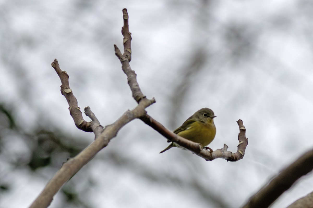 Nashville Warbler - ML646475324