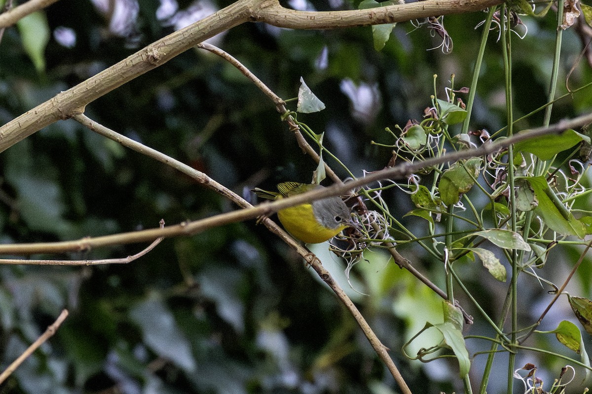 Nashville Warbler - ML646475325