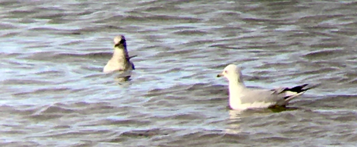 ringnebbmåke - ML646475327