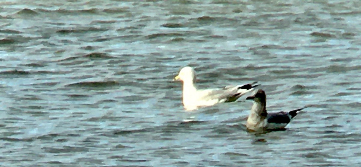 ringnebbmåke - ML646475332