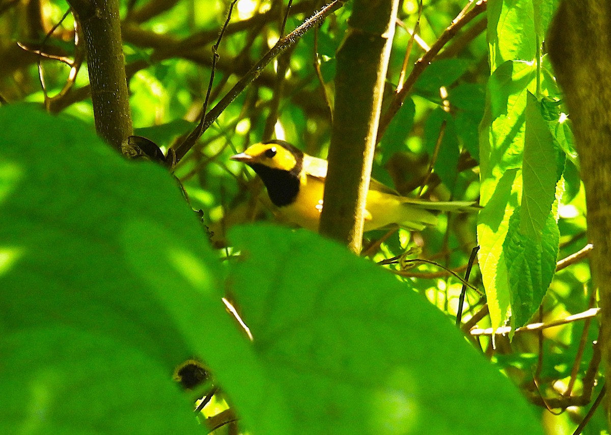 Hooded Warbler - ML646475334
