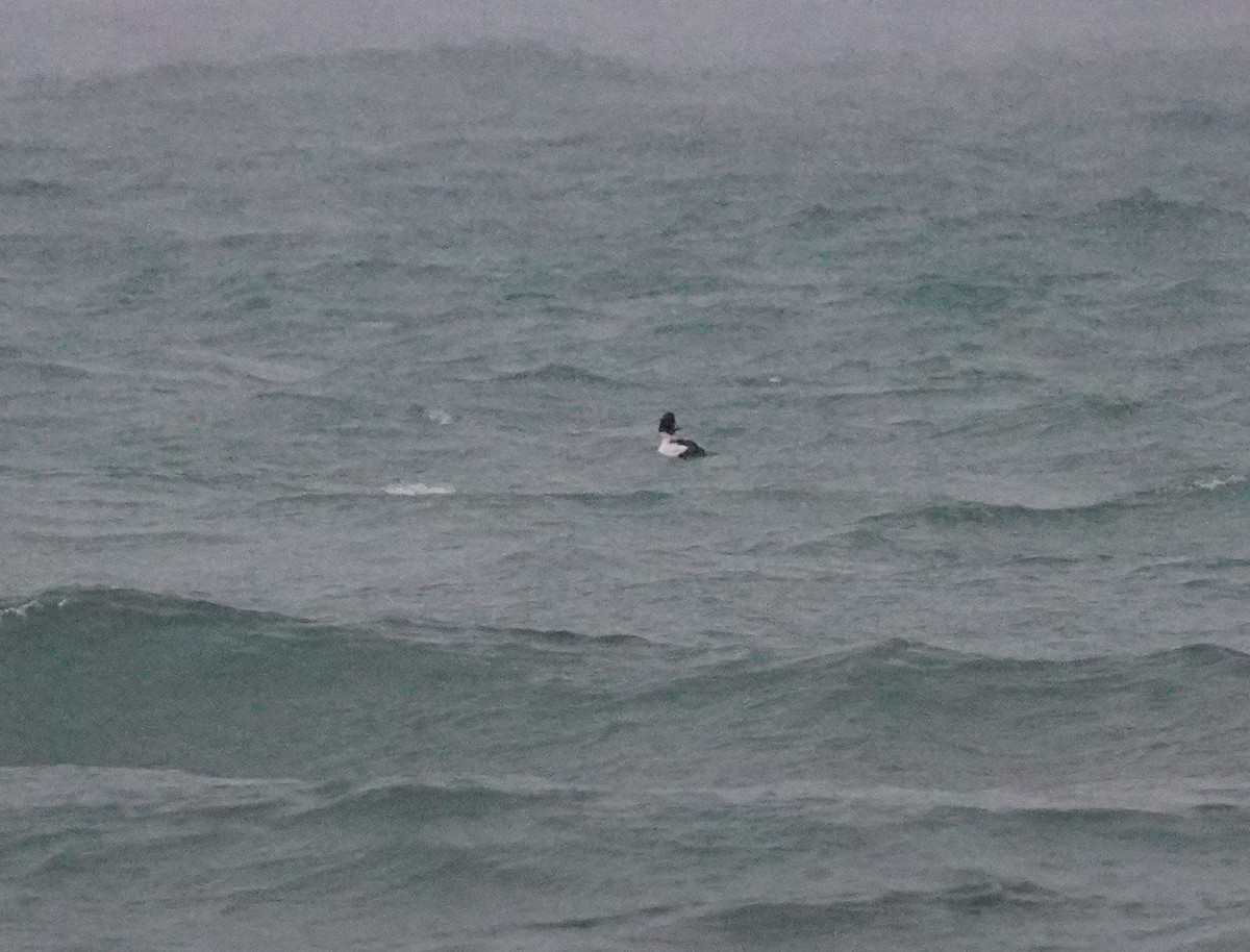 Common Goldeneye - ML646475336