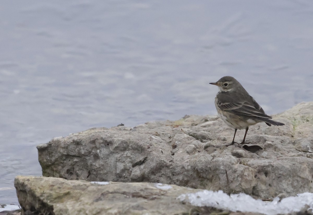 Amerika İncirkuşu - ML646475337