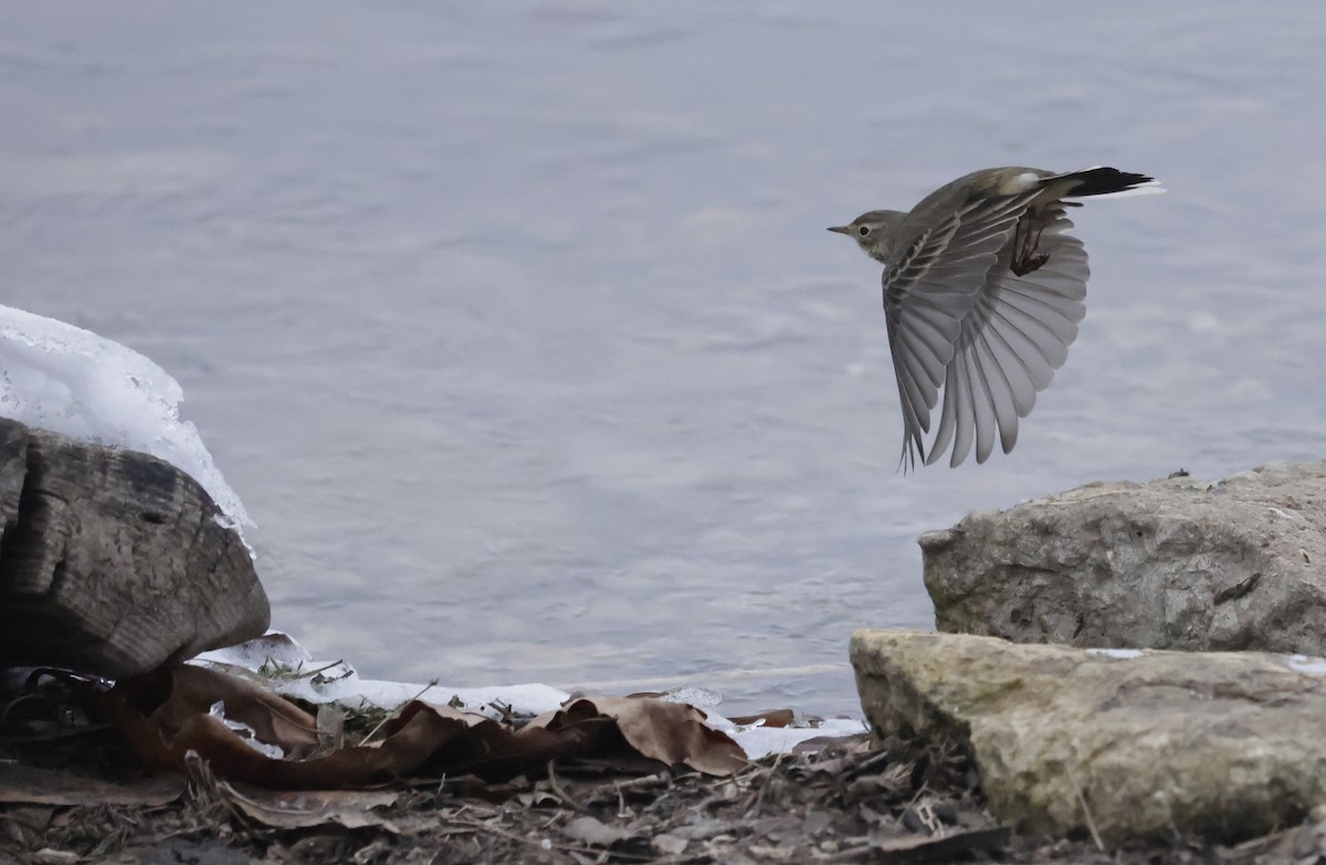 Amerika İncirkuşu - ML646475338