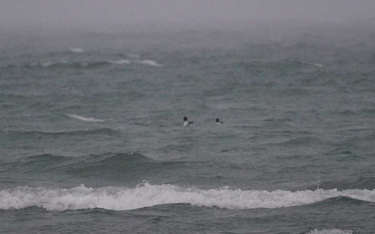 Common Goldeneye - ML646475339