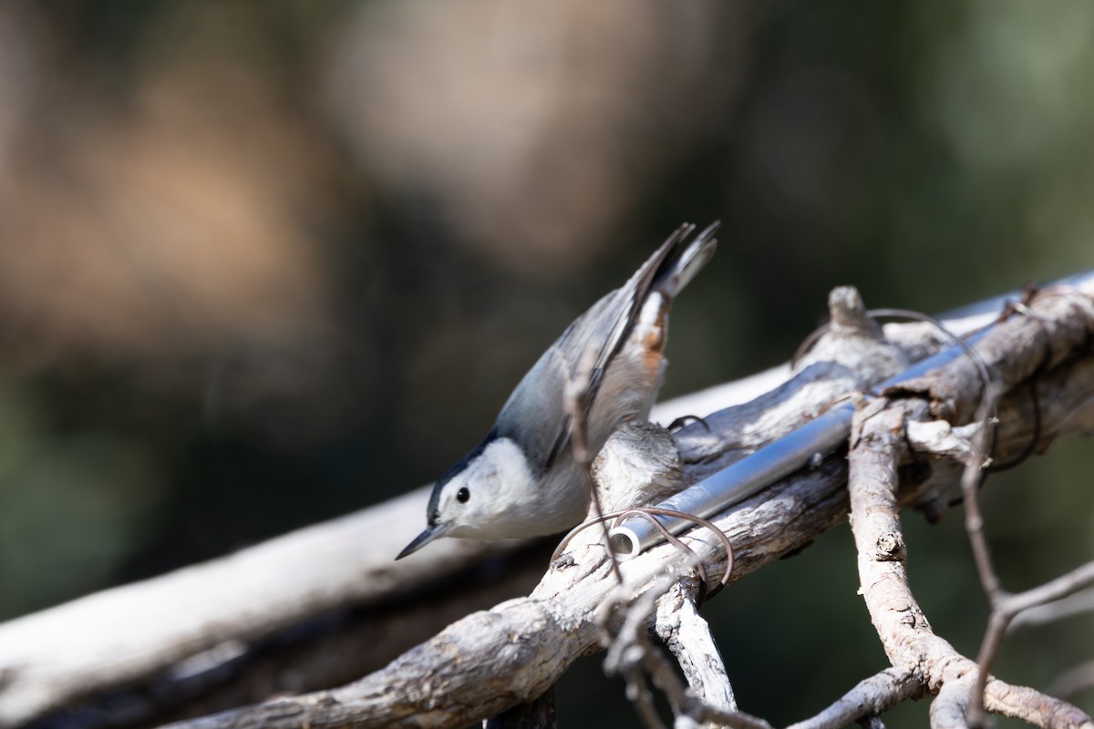 Weißbrustkleiber - ML646475342