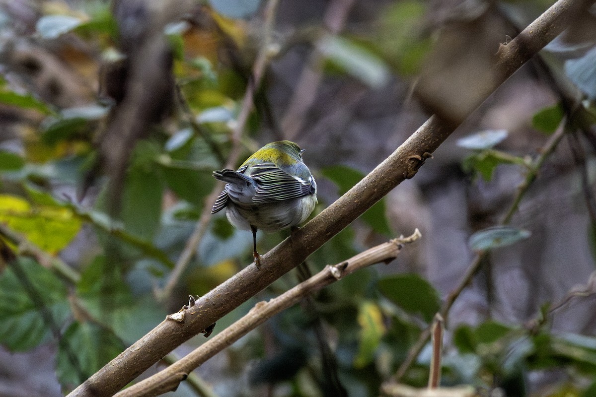 Northern Parula - ML646475343