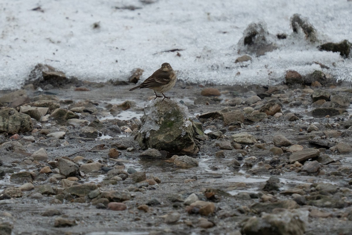 kanadapiplerke - ML646475345