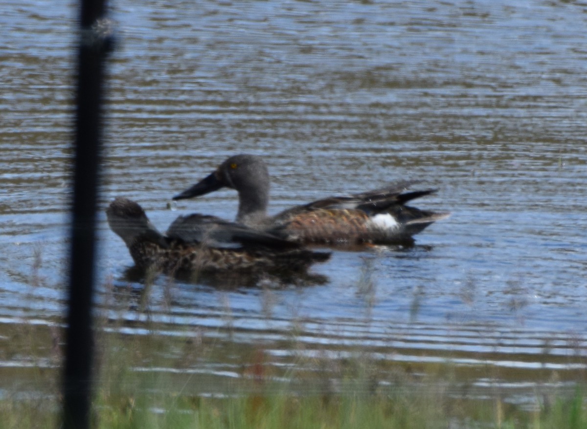 Ahate mokozabal australiarra - ML646475346