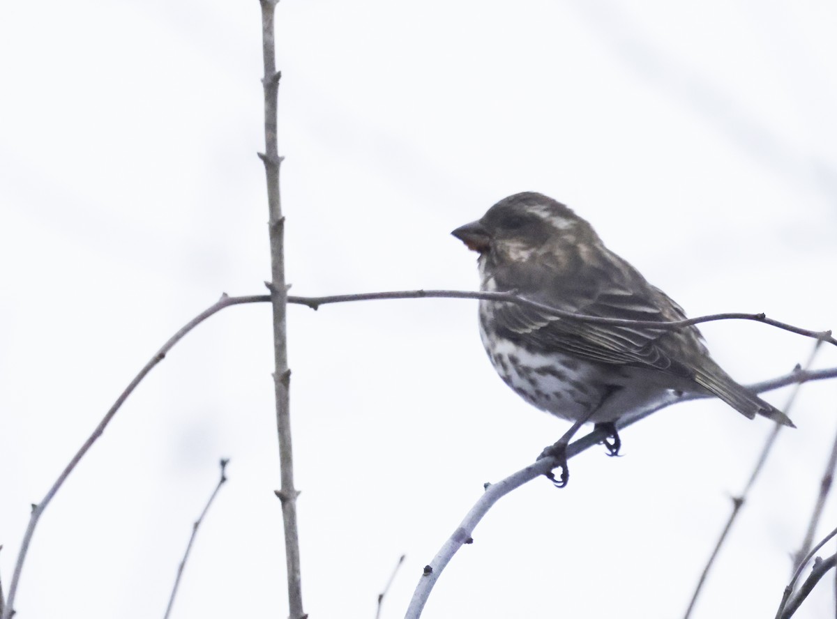 purpurfink - ML646475348