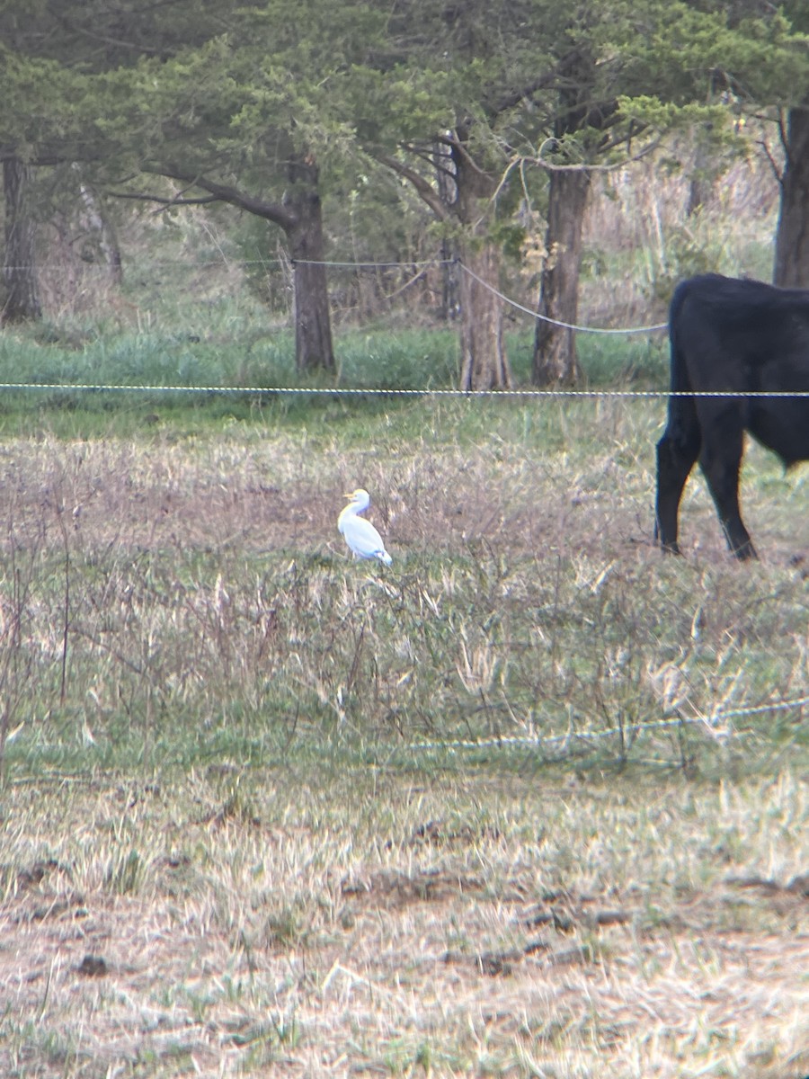 Western Cattle-Egret - ML646475349