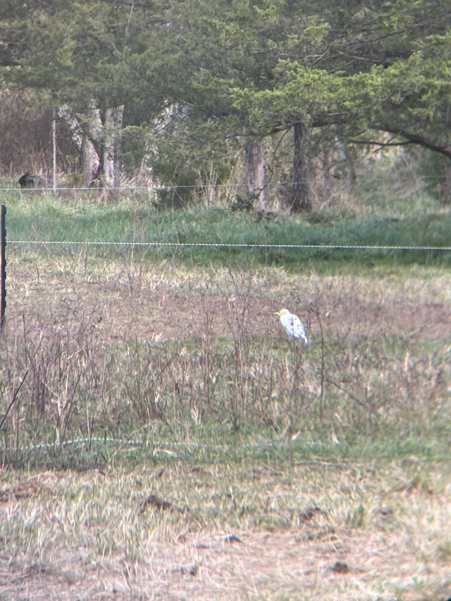 Western Cattle-Egret - ML646475350