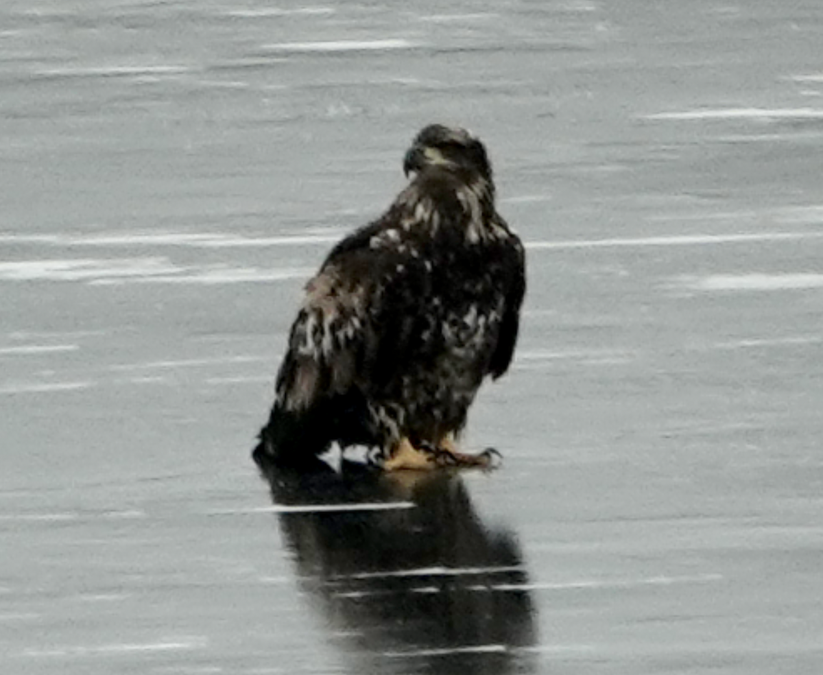 Bald Eagle - ML646475351