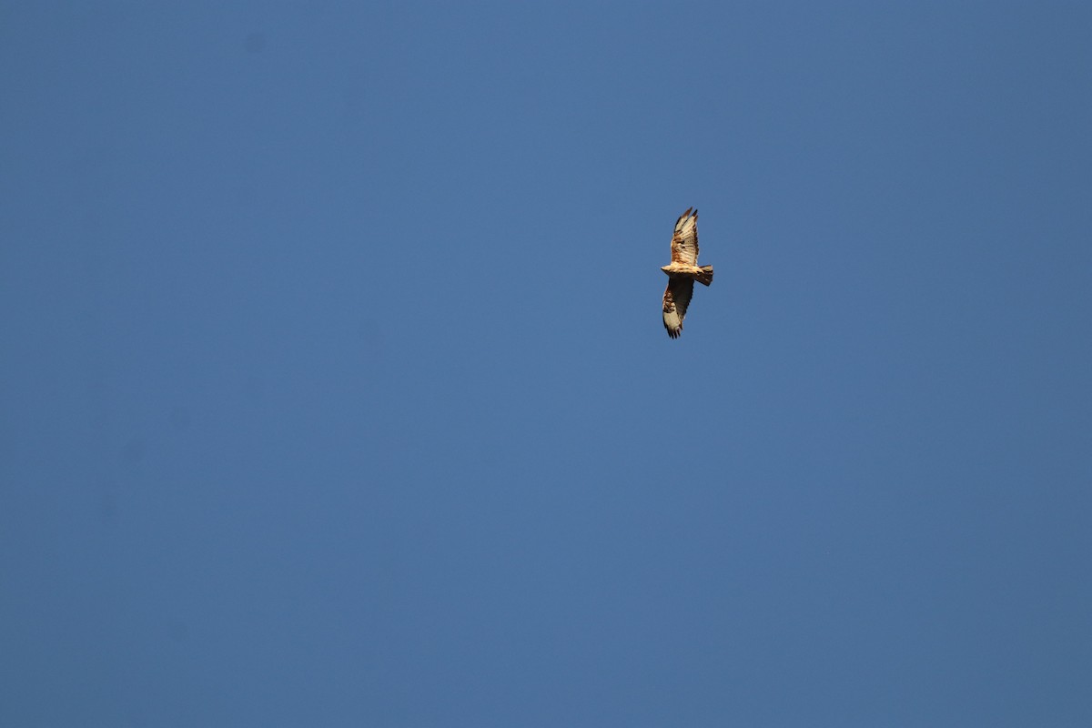 Buse variable - ML646475352