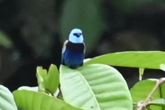 Танагра блакитношия - ML646475353